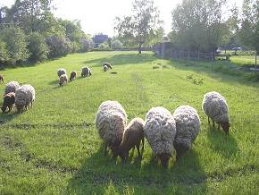 Schafe an der Ottenroder Straße